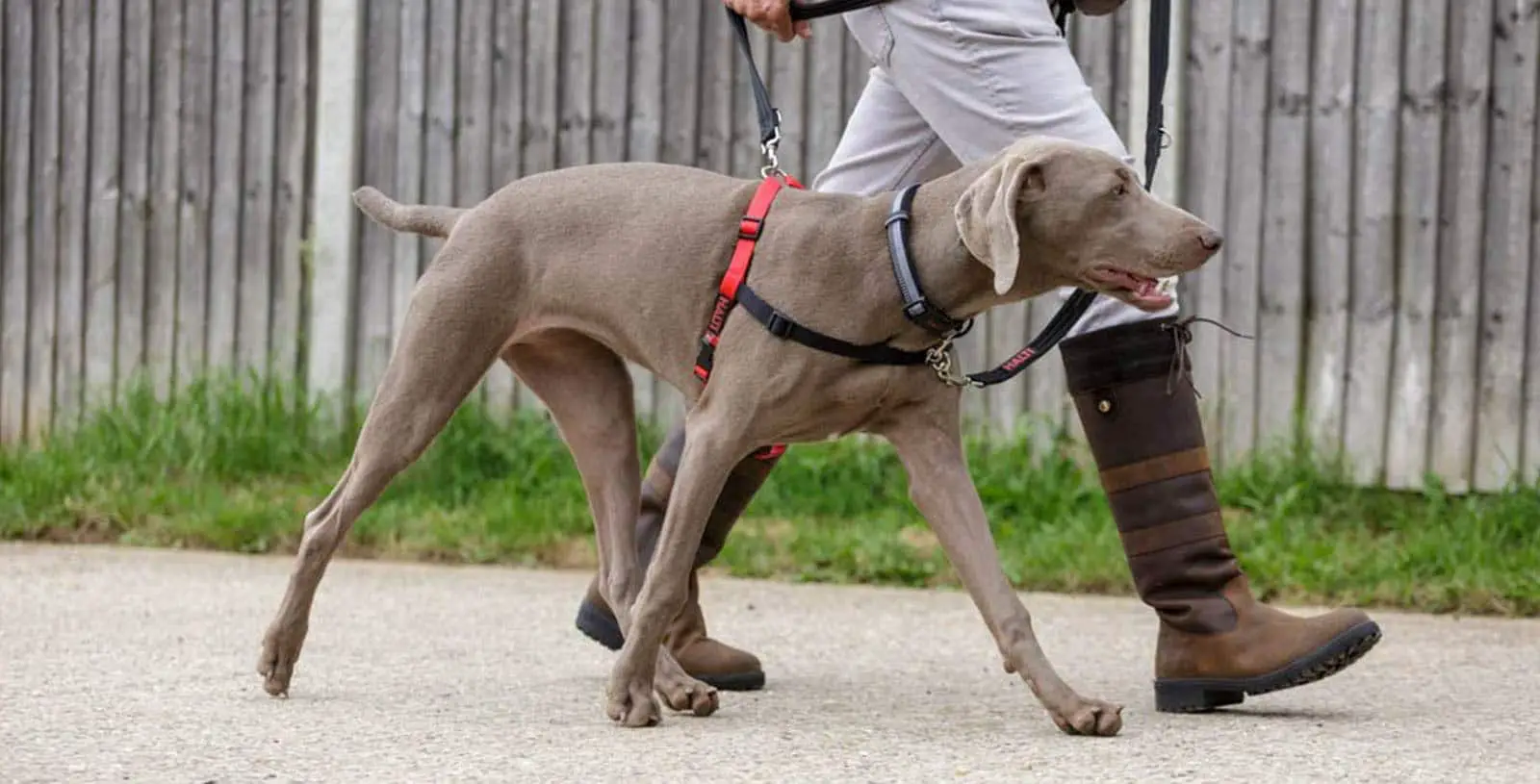 Various Benefits of a Personalized Dog Harness
